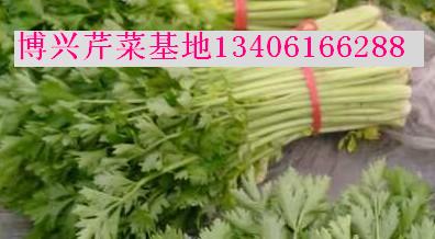 供应山东芹菜基地
